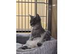 Adopt Applesauce a Gray, Blue or Silver Tabby Domestic Shorthair cat in