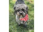 Adopt Bisbee a Gray/Blue/Silver/Salt & Pepper Poodle (Miniature) / Mixed dog in