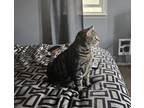 Adopt Diablo a Brown Tabby Bengal / Mixed (medium coat) cat in Glen Burnie