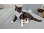 Adopt Lulu JN a Domestic Shorthair / Mixed cat in Lyman, SC (41485037)