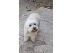 Adopt Freddie a White Poodle (Miniature) / Mixed dog in San Diego, CA (41485024)