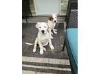 Adopt Pup a White - with Tan, Yellow or Fawn Mutt / Mixed dog in Jonesboro