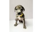 Adopt Twinkie a Catahoula Leopard Dog / Mixed Breed (Medium) dog in Amesbury