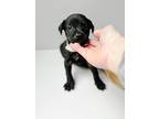 Adopt Popover a Black Catahoula Leopard Dog / Mixed Breed (Medium) dog in