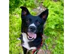 Adopt Benny a Black - with White Border Collie / Mixed dog in Boise