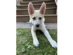 Adopt Lena a Tan/Yellow/Fawn Shepherd (Unknown Type) / Husky dog in Wolcott