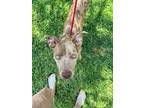 Adopt Ginger a Brown/Chocolate - with Tan Catahoula Leopard Dog / Mixed dog in