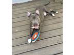 Adopt Mack a Gray/Blue/Silver/Salt & Pepper Pit Bull Terrier dog in GREENLAWN