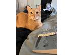 Adopt Headcrab a Tan or Fawn Tabby Tabby / Mixed (short coat) cat in Overland