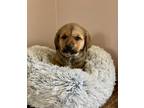 Adopt Biggie a Tan/Yellow/Fawn - with Black Shepherd (Unknown Type) / Rottweiler