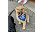 Adopt Tiny a Tan/Yellow/Fawn - with Black Shepherd (Unknown Type) / Rottweiler