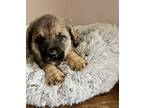 Adopt Branch a Tan/Yellow/Fawn - with Black Shepherd (Unknown Type) / Rottweiler