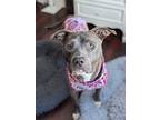 Adopt Lexi a American Staffordshire Terrier dog in Grand Rapids, MI (41484953)