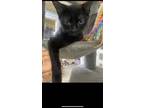 Adopt Samson a All Black Domestic Shorthair cat in Cedartown, GA (41484859)