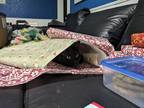 Adopt Inky a Black (Mostly) Domestic Shorthair / Mixed (short coat) cat in Fort