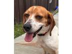 Adopt Penny a Beagle / Mixed dog in Jackson, GA (41484974)