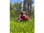 Adopt Crosby a Brown/Chocolate - with White Mixed Breed (Medium) / Mixed dog in