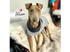 Adopt Allan a Gray/Blue/Silver/Salt & Pepper Weimaraner / Terrier (Unknown Type