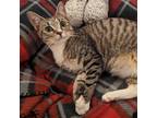 Adopt Reece's a Gray, Blue or Silver Tabby Domestic Shorthair / Mixed cat in