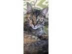 Adopt Remy a Tortoiseshell Tabby / Mixed (medium coat) cat in Gulf Breeze