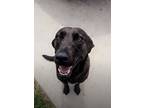 Adopt Sweet Sandy a Brown/Chocolate Labrador Retriever dog in Brewster