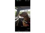 Adopt Bella a Red/Golden/Orange/Chestnut American Pit Bull Terrier / Rhodesian