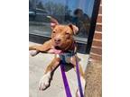 Adopt Willow Eve a White American Pit Bull Terrier / Mixed dog in Joliet