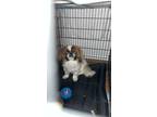Adopt Gizmo a Black - with Tan, Yellow or Fawn Pekingese / Mixed dog in North