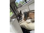 Adopt Waylon a Black - with White German Shepherd Dog / Akita / Mixed dog in