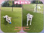 Adopt PENNY a White Mixed Breed (Medium) / Labrador Retriever / Mixed dog in