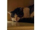 Adopt Gardenia a Spotted Tabby/Leopard Spotted American Shorthair / Mixed cat in