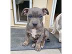 Adopt Bud a Gray/Blue/Silver/Salt & Pepper American Staffordshire Terrier /