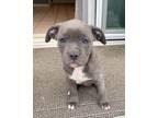 Adopt Ivy a Gray/Blue/Silver/Salt & Pepper American Staffordshire Terrier /