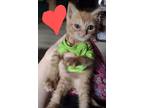 Adopt Billy a Spotted Tabby/Leopard Spotted Domestic Shorthair / Mixed cat in