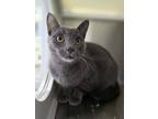 Adopt Takis a Gray or Blue Domestic Shorthair / Mixed (short coat) cat in