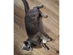 Adopt Grayson a Spotted Tabby/Leopard Spotted Domestic Shorthair / Mixed cat in