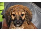 Adopt Serena Williams a Jack Russell Terrier / Dachshund dog in Lafayette
