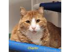 Adopt Charlie a Domestic Shorthair / Mixed (short coat) cat in Cedar Rapids