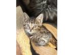 Adopt Strudel a Brown or Chocolate (Mostly) Domestic Shorthair (short coat) cat
