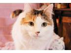 Adopt Diesel a Calico or Dilute Calico American Shorthair / Mixed (medium coat)