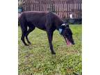 Adopt Sky a Black - with White Greyhound / Mixed dog in Los Angeles