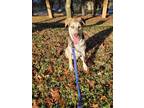 Adopt Jake a Brown/Chocolate - with White German Shepherd Dog / Mixed dog in