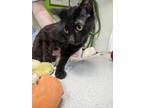 Adopt Simon a All Black Domestic Shorthair cat in Breinigsville, PA (41484154)