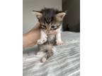 Adopt Flora a Spotted Tabby/Leopard Spotted Domestic Mediumhair cat in Tampa
