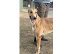 Adopt Honey a Tan/Yellow/Fawn Greyhound / Mixed dog in Los Angeles