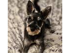 Adopt MUFFIN a Gray/Blue/Silver/Salt & Pepper Schnauzer (Miniature) / Mixed dog