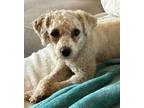 Adopt Sandy a White Poodle (Standard) / Bichon Frise dog in Oklahoma City