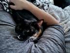 Adopt Compass and Pumpkin a Black (Mostly) Tabby / Mixed (medium coat) cat in