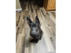 Adopt Ozzy a Black German Shepherd Dog / Mixed dog in Toledo, OH (41483446)