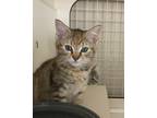 Adopt Cherie' a Domestic Shorthair (short coat) cat in Mooresville